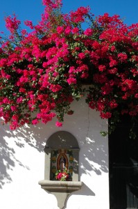 Alamos (Flowers and niche)