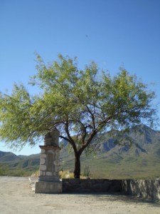 Alamos (Tree) - small