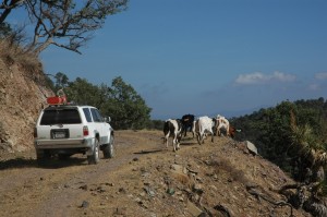Batopilas to Urique - Cows