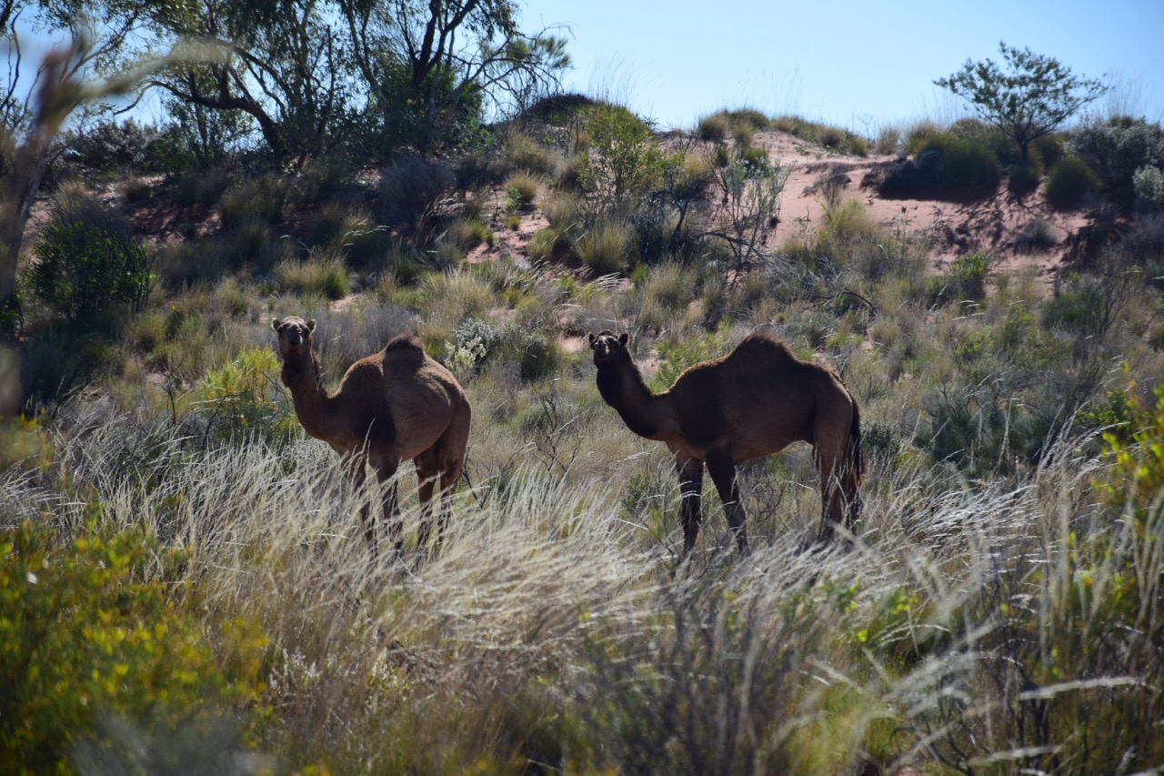 2 camels CSR.jpg