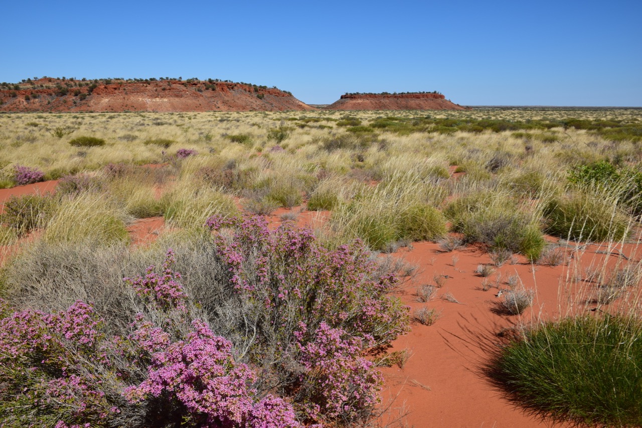 Pink flowers and red earth