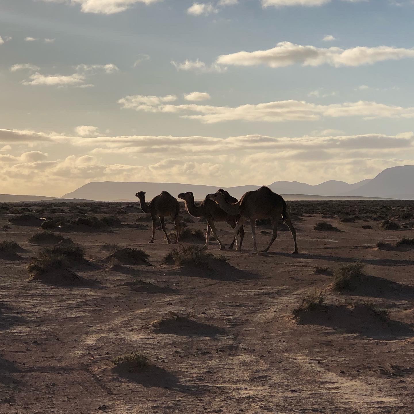 camels walking at hot spring camp 3:2020